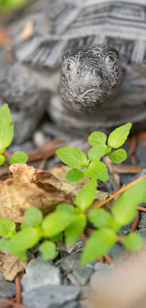 jardin 2-compressed