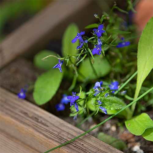 jardin 3-compressed
